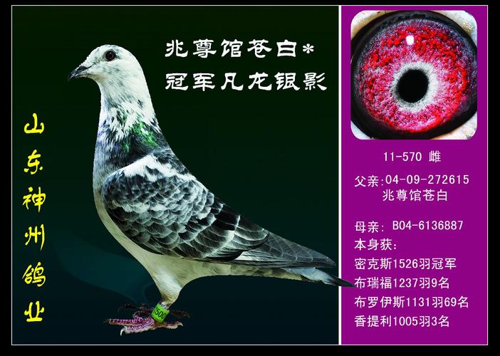 兆尊馆苍白*冠军凡龙银影 保证金级 拍卖