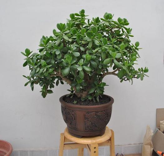 8月养玉树盆景3件事不能做叶翠绿厚实枝壮实漂亮有精神