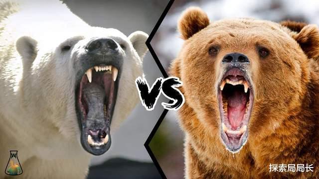 北极熊vs科迪亚克棕熊谁才是真正的熊科一哥