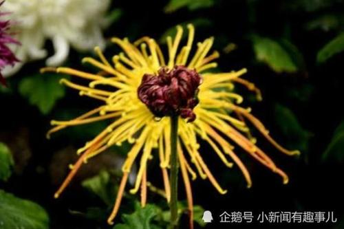 属蛇人身上这些好品质,必定会给他们带来好运,尤其是在事业上属蛇人
