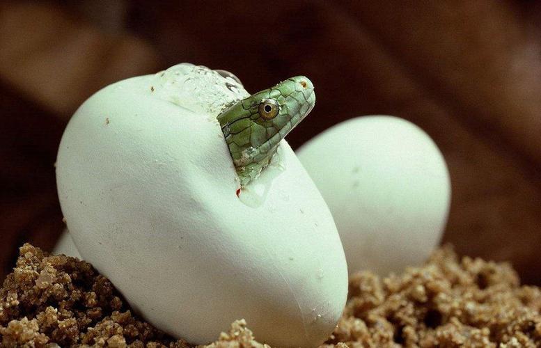 我们来看几张小动物破壳而出的图片吧,你能说出这些小动物的名字吗?