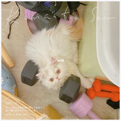 哑铃当枕头的小加菲_枕头_哑铃_加菲_加菲猫_宠物_猫