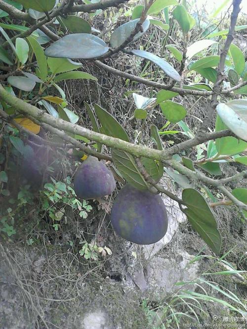 果熟期10月.薜荔果