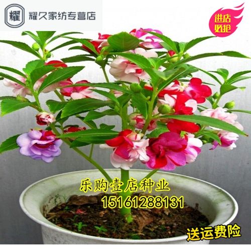 四季播种花卉种子茶花凤仙 凤仙花种子非洲凤仙 指甲花 盆栽(请先与