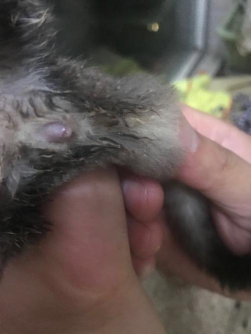 蜜袋鼠(公)生殖器哪块老是湿的怎么回事?