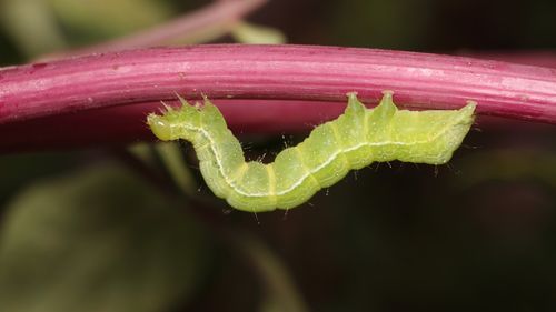 高清毛毛虫图片大全(11/12)