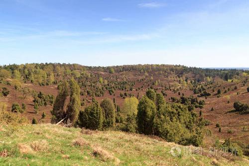 heathland 全景视图对 totengrund 在 luneburg 荒地在德国 wilsede