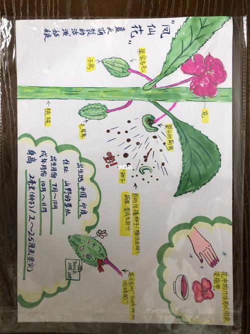 小学生植物小报_小学生植物小报_教育_小学教育