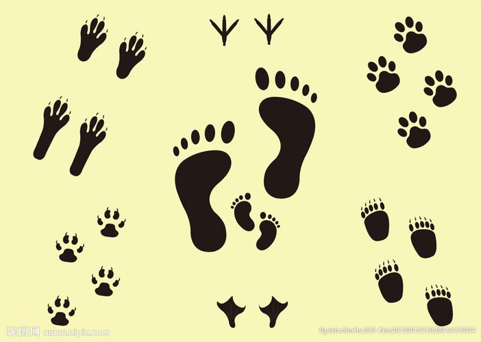 脚印图片