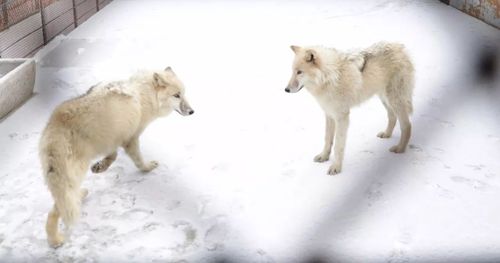现在还没有褪胎毛,毛色有些发黄,等完全换毛后就会长出洁白如雪的皮毛