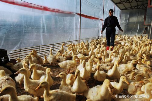 百度爱采购首页 商品专题_鸭子 肉鸭养殖需要搭建温室大棚,有了温室