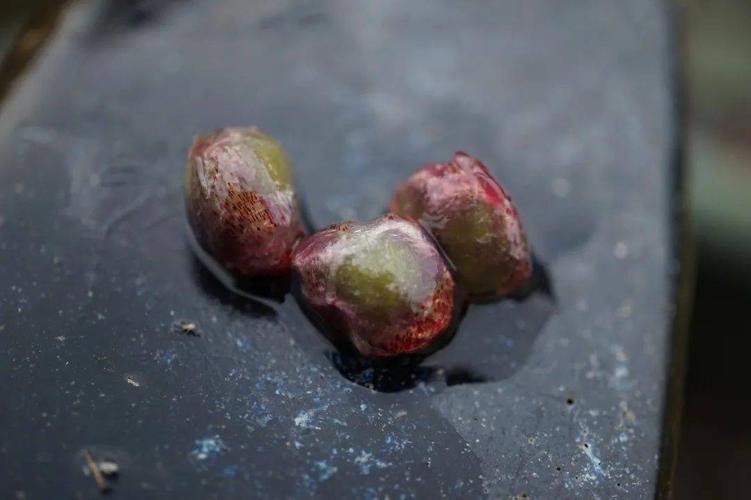 王莲这类浮叶植物,花开在水面上,授粉之后花梗像弹簧一样弯曲,将果实