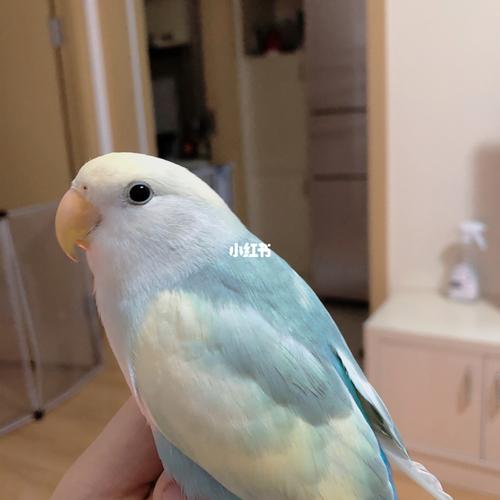 超78花桃牡丹鹦鹉杂毛鸡