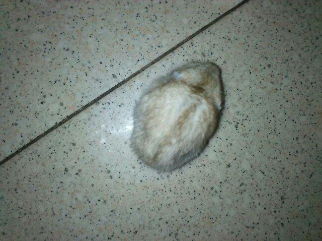 仓鼠的背驼了怎么办 走路还一摇一摆的