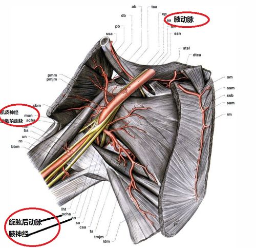 腋神经是怎么走行的肩关节手术时如何预防腋神经损伤