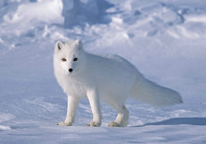 白狐狸图片(6)