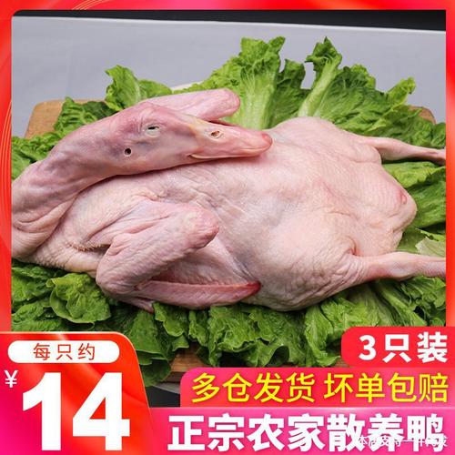 发3只土鸭子农家散鲜草鸭整只白条鸭肉新鲜鸭子肉非老鸭