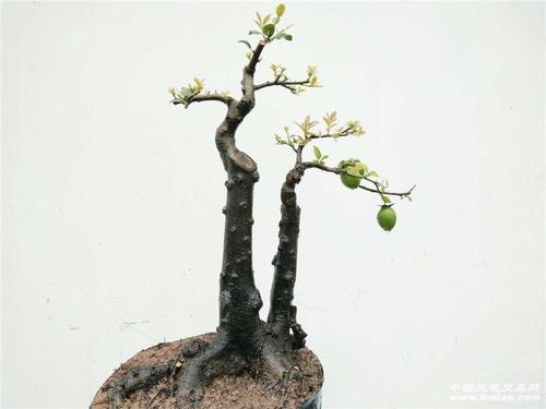 [0起拍]一本双杆挂果金弹子