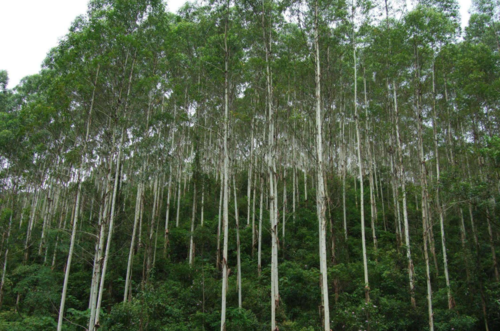 桉树被称为"断子绝孙树",是真的吗?有这么严重吗?