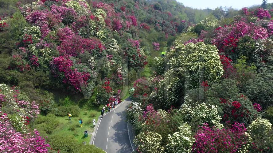 航拍贵州毕节百里杜鹃金坡景区
