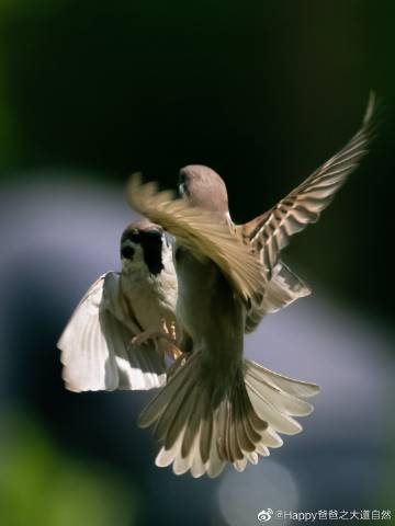 两只小麻雀,空中搏斗,第一次见到呢.