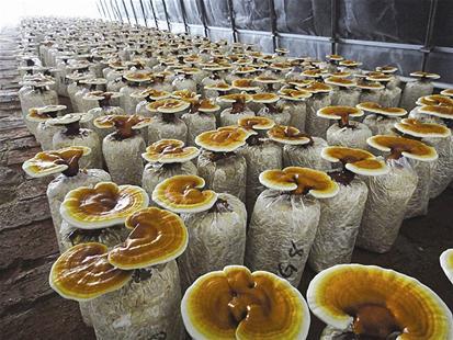 含有灵芝生长所需的营养,且土壤的持水性好,能为灵芝的生长提供适宜的