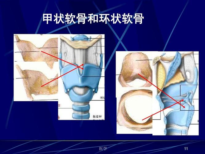所有分类 高等教育 医学 《人体解剖生理学》呼吸系统 甲状软骨和环状