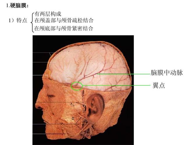 语言的生物基础-15-脑和脊髓的被摸,血管及脑脊液循环