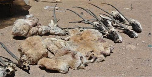 中国游客携藏羚毛披肩在印度被捕,恐被判45万罚款及7年监禁