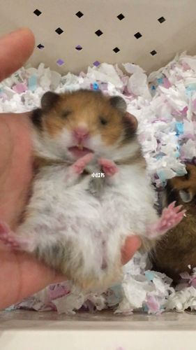 虎纹金丝熊_长春自由行热门攻略_金丝熊日常_宠物