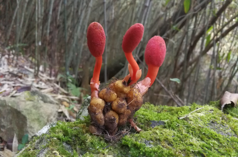 ="/item/蛇菰属/6721552" data-lemmaid="6721552">蛇菰属 /a>的植物