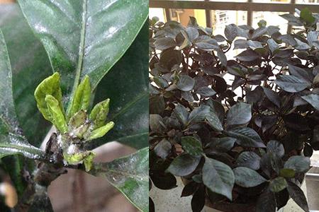 【图】栀子花叶子发黑干枯如何处理 三个措施就能解决