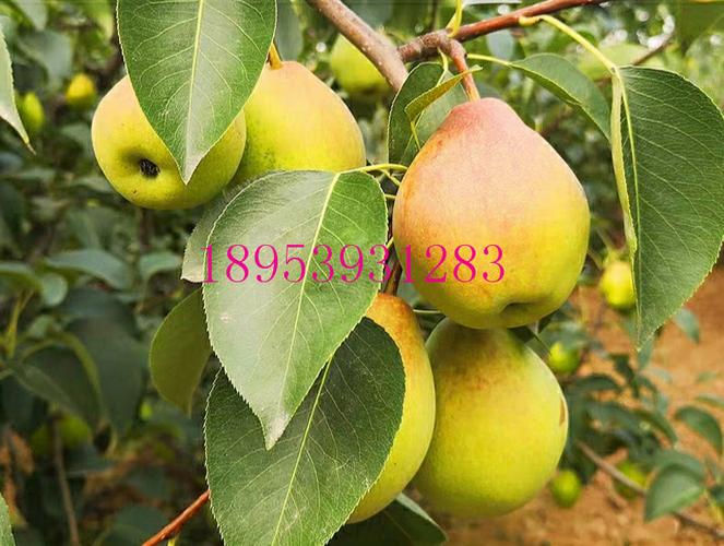 树苗香梨嫁接梨树库尔勒新疆果树当年结果南方果树