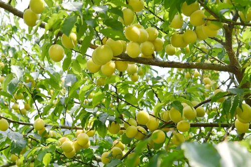 又是一年青梅采摘季 ,大新万亩青梅获丰收