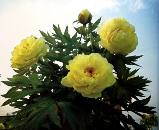 菏泽牡丹黄色系列海黄2