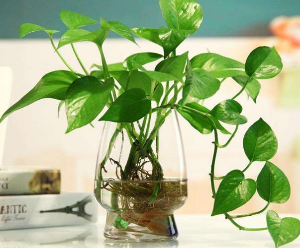 水培绿萝怎么养好?