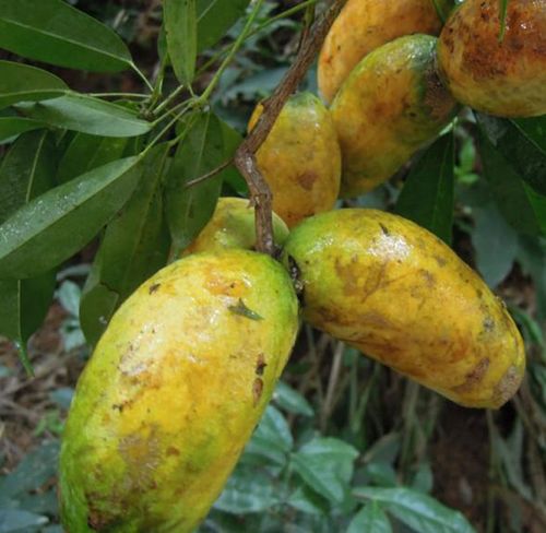 热卖2斤2018年野生木通果拿藤果九月瓜八月瓜牛哈卵马藤瓜牛卵坨推荐