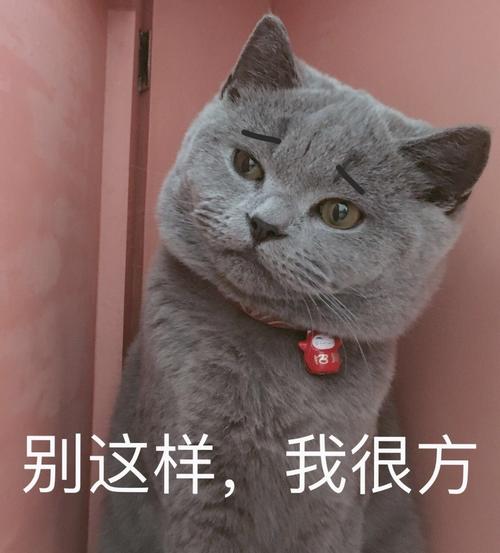 b别这样我很方猫咪猫咪很方这样表情