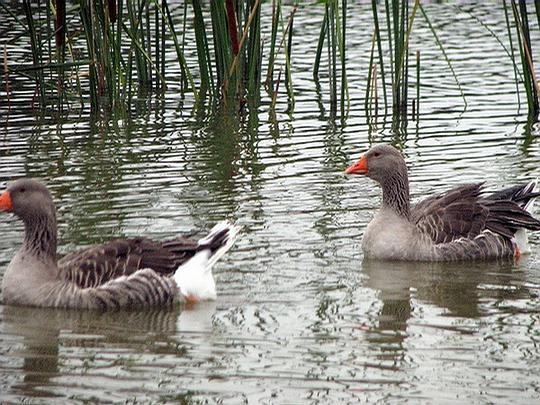 绿珀的相册野鸭湖
