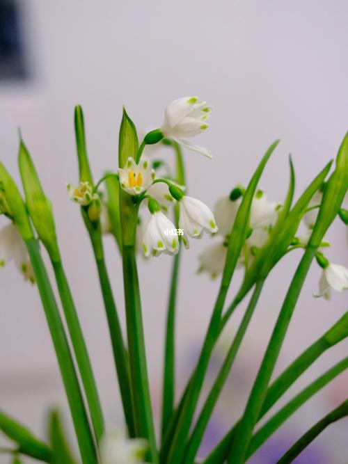 124 夏雪片莲_鲜花_安福路攻略_安福路_铃兰_生活