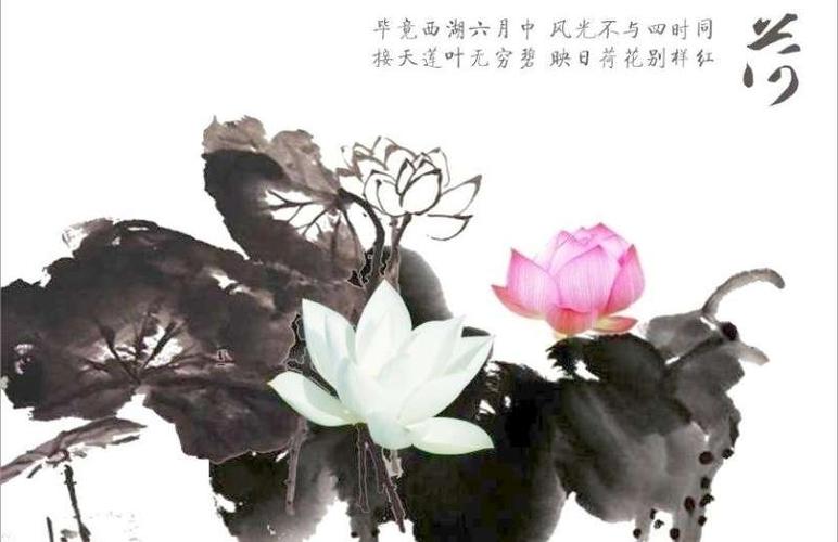 《醉心荷花》 谁惹荷花醉了心?