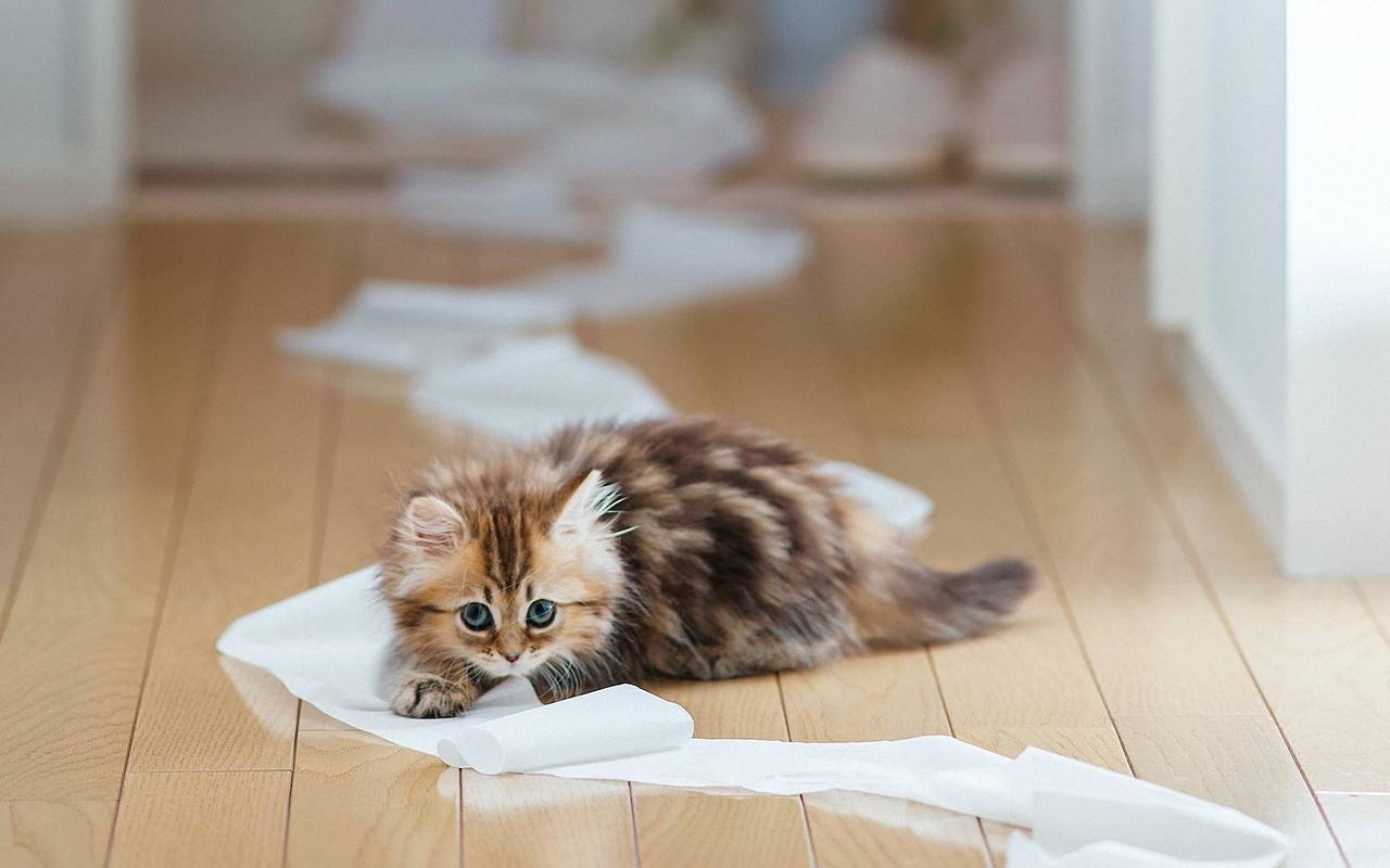 萌宠可爱猫咪搞怪图片桌面壁纸
