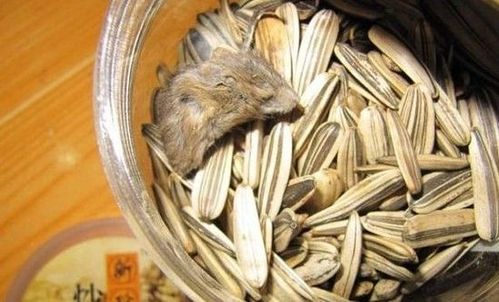 有网友在瓜子罐子里吃出了一只干的老鼠.