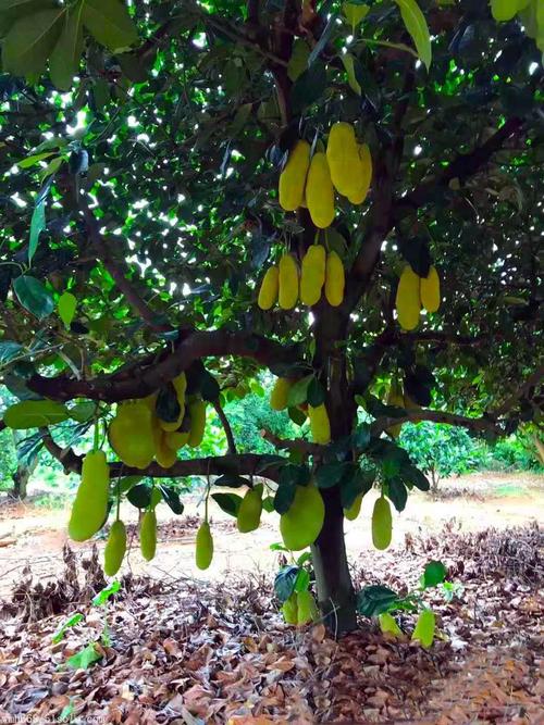 湛江广成果树苗场,供泰国热带水果榴莲菠萝蜜苗