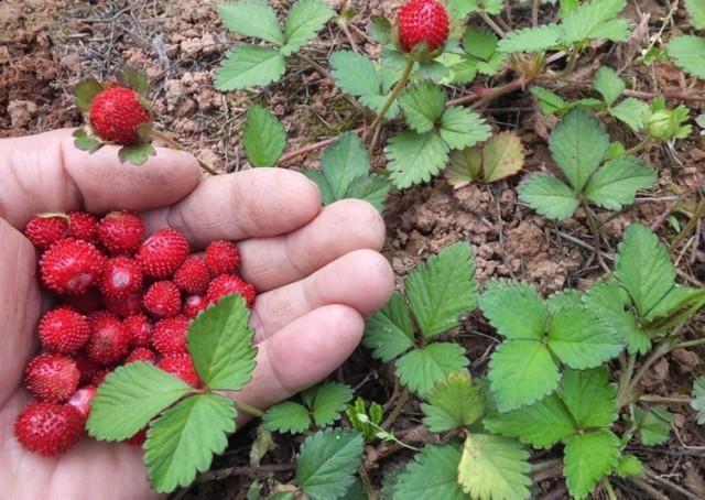 蛇莓是一种中草药,临床应用也很多.