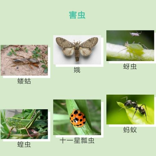 远离疫情,走进春天—《春天里的昆虫》 写美篇 昆虫里的益虫和害虫