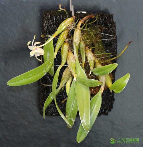 牛角兰属ceratostylis