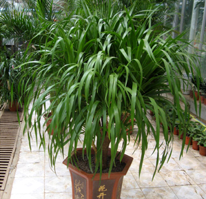 龙血树什么人不能养龙血树的风水作用