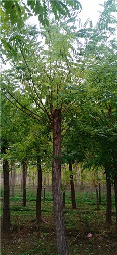 「洋槐树」最新洋槐树_价格_图片_产地报价表-河北保定永兴园林