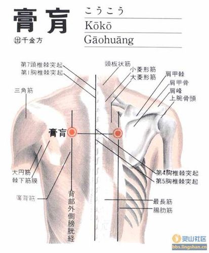 请问一下,大椎,肺俞,定喘,风门,膏盲穴在哪里,要求附图,最好有说明!
